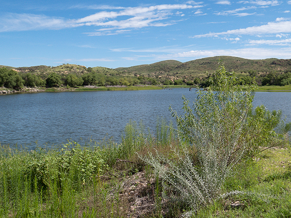 Arivaca Lake Arizona Dragonflies