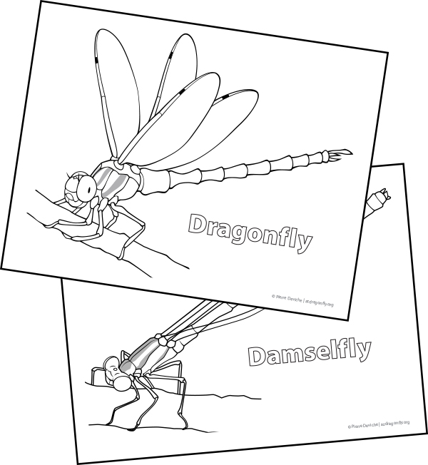 Dragonfly Coloring Page Thumbnail