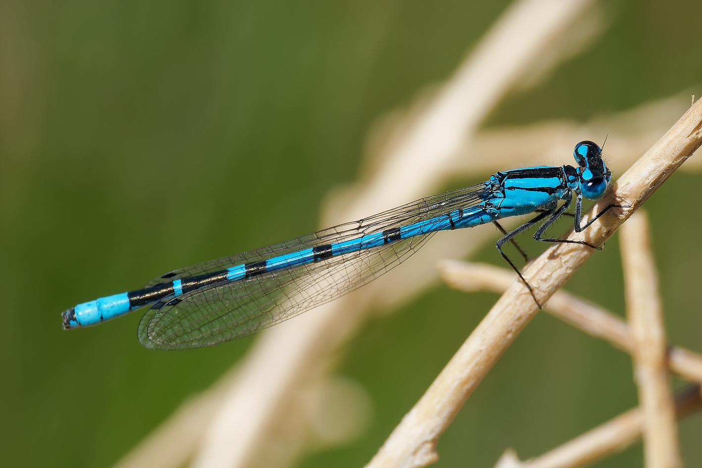 Bluet | Arizona Dragonflies