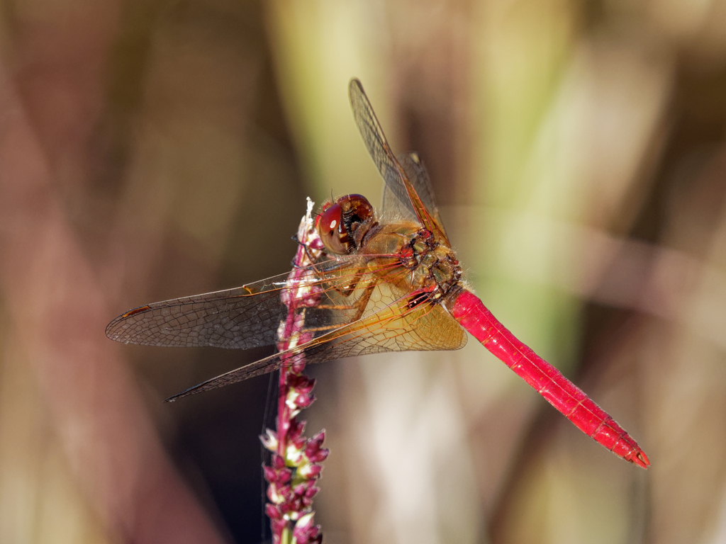 Cardinal Meadowhawk  Arizona Dragonflies
