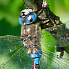 : California Darner
