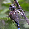 : Paddle-tailed Darner