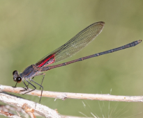 Canyon Rubyspot