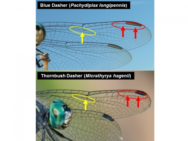 Comparison of the wing venation in <em>Pachydiplax</em> and Micrathyria.
