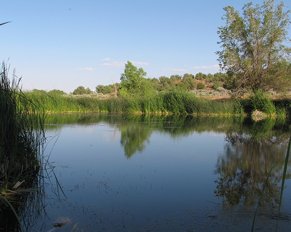 Kaibab Fish Pond