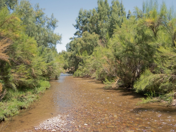 Santa Cruz River, Marana