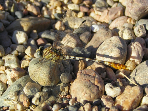 News: White-belted Ringtail, &lt;em&gt;Erpetogomphus compositus&lt;/em&gt;, in Maricopa Co.: New late flying date for Arizona