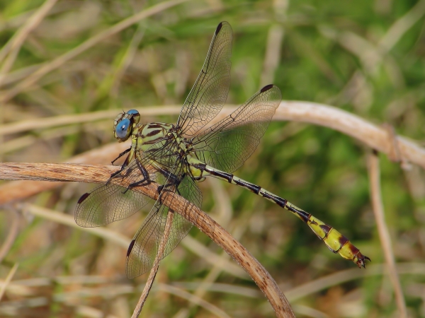 News: Russet-tipped Clubtail, &lt;em&gt;Stylurus plagiatus&lt;/em&gt;, in Pinal Co.: New late flying date for Arizona