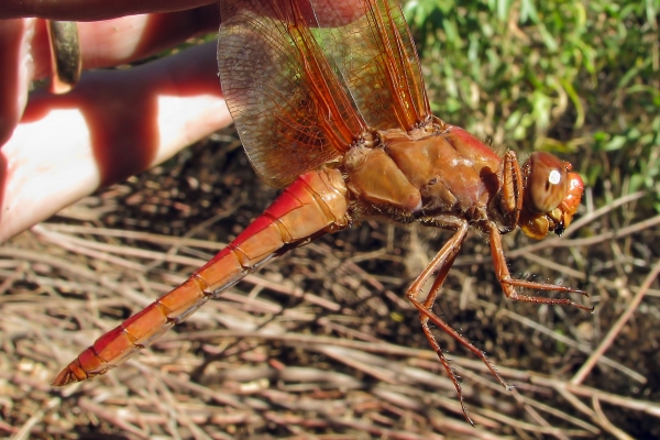 News: Neon Skimmer, &lt;em&gt;Libellula croceipennis&lt;/em&gt;, in Maricopa Co.: New late flying date for the state