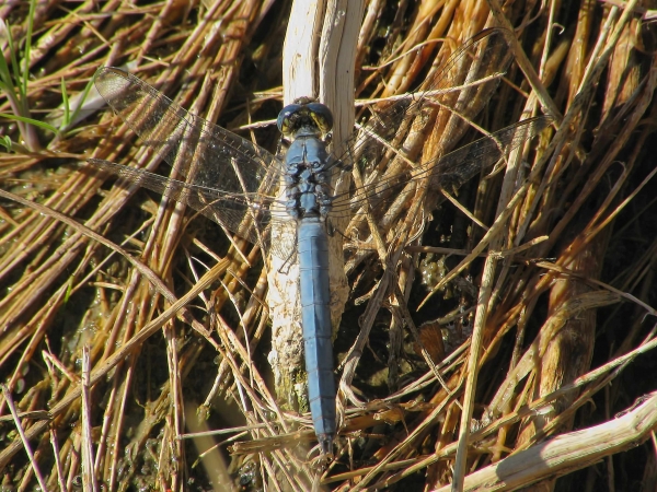News: Western Pondhawk, &lt;em&gt;Erythemis collocata&lt;/em&gt;, in Maricopa Co.: New late flying date for the state
