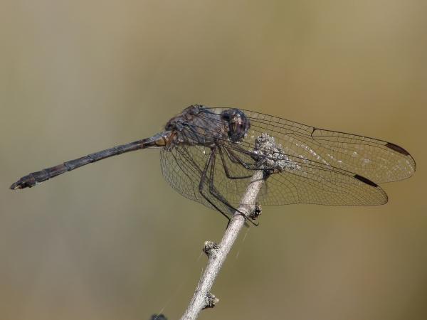 News: Black Setwing, &lt;em&gt;Dythemis nigrescens&lt;/em&gt;, in Maricopa Co.: New late flying date for the state
