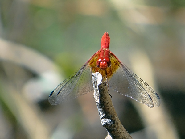 News: Mayan Setwing, &lt;em&gt;Dythemis maya&lt;/em&gt; in Cochise Co., AZ: new late flying date for the state