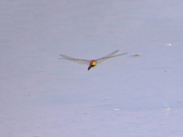 News: Wandering Glider, &lt;em&gt;Pantala flavescens&lt;/em&gt;, in Maricopa Co., AZ: new late flying date for the state.