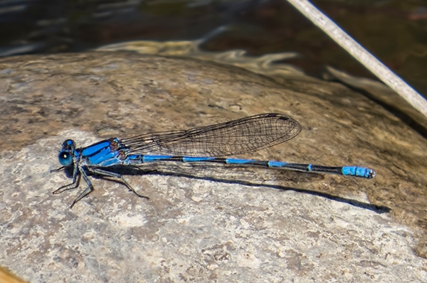 News: Harkness&#039;s Dancer, &lt;em&gt;Argia harknessi&lt;/em&gt;, at Wild Horse Pass, Maricopa, AZ: first county and second state and US record.