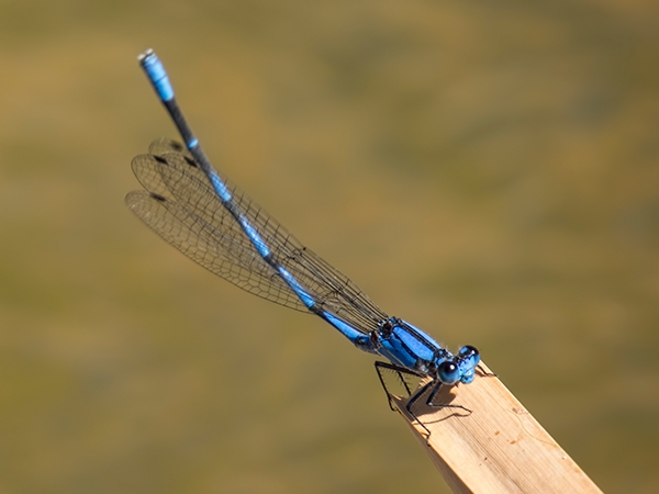 News: Harkness&#039;s Dancer, &lt;em&gt;Argia harknessi&lt;/em&gt;, at Wild Horse Pass, Maricopa, AZ: first county and second state and US record.