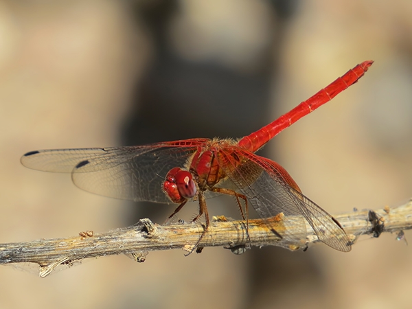 News: Mayan Setwing, &lt;em&gt;Dythemis maya&lt;/em&gt;, at Muleshoe Ranch, Cochise, AZ: new late flying date for the state