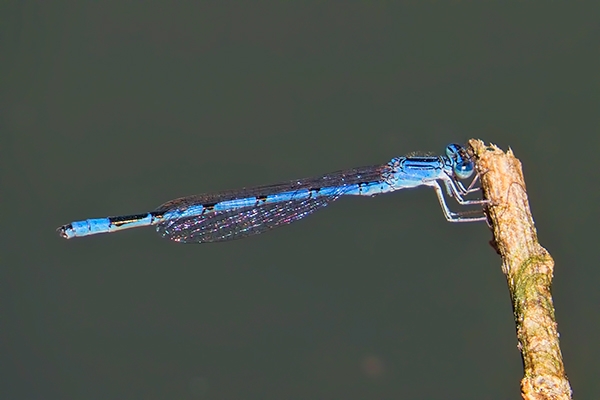 News: Double-striped Bluet, &lt;em&gt;Enallagma basidens&lt;/em&gt;, in Maricopa Co.: New early flying date of species in Arizona