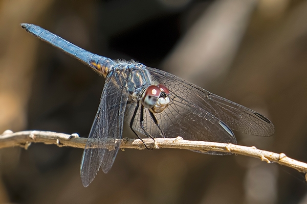 News: Blue Dasher, &lt;em&gt;Pachydiplax longipennis&lt;/em&gt;, in Maricopa Co., AZ: new early flying date for the state