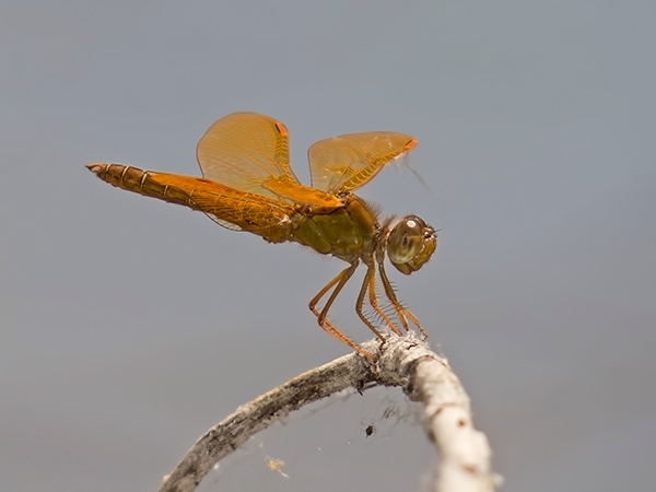 News: Mexican Amberwing, &lt;em&gt;Perithemis intensa&lt;/em&gt;, in Maricopa Co., AZ: new early flying date for the state