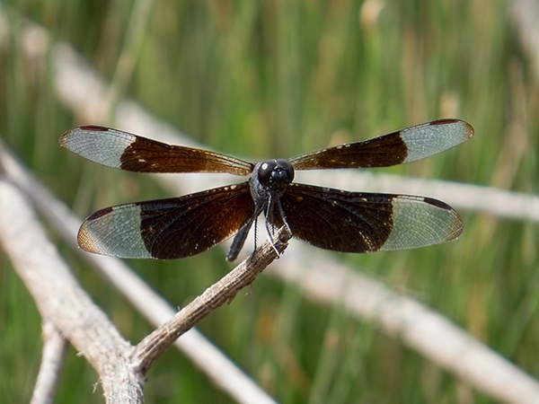 News: Black-winged Dragonlet, &lt;em&gt;Erythrodiplax funerea&lt;/em&gt;, in Arizona, July 2014: First state record in 60 years!