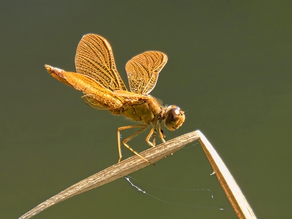 News: Mexican Amberwing, &lt;em&gt;Perithemis intensa&lt;/em&gt;, in Maricopa Co., AZ: new late flying date for the state