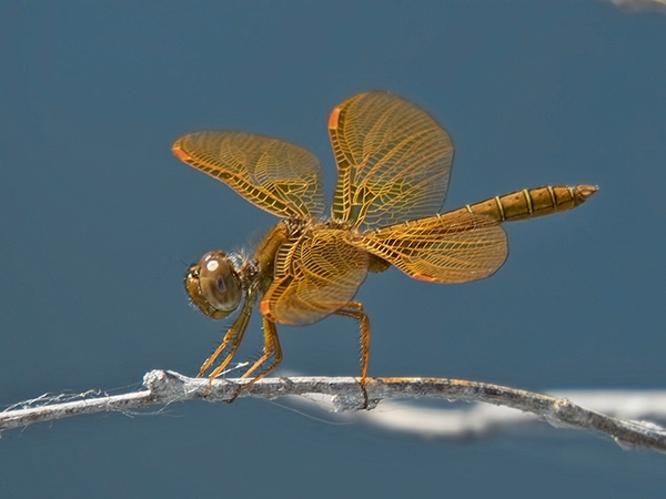 News: Mexican Amberwing, &lt;em&gt;Perithemis intensa&lt;/em&gt;, in Maricopa Co., AZ: new early flying date for the statedisable
