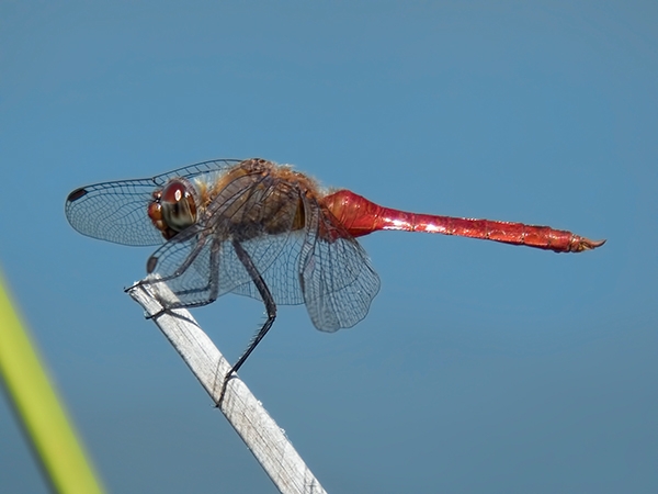 News: Red-tailed Pennant, &lt;em&gt;Brachymesia furcata&lt;/em&gt;, in Maricopa Co., AZ: new early flying date for the state