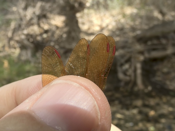News: Slough Amberwing, &lt;em&gt;Perithemis domitia&lt;/em&gt;, at Kelvin Bridge, Pinal, AZ: Second county record