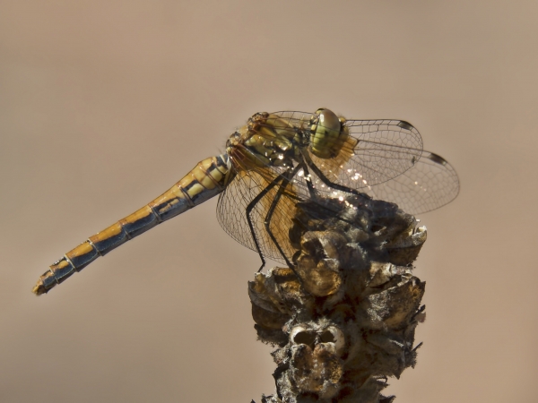 News: Band-winged Meadowhawk, &lt;em&gt;Sympetrum semicinctum&lt;/em&gt;, in Gila Co., AZ: new early flying date for the state