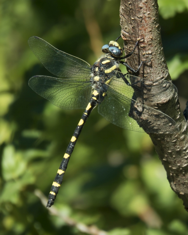 News: Pacific Spiketail, &lt;em&gt;Cordulegaster dorsalis&lt;/em&gt;, in Apache Co.: New early flying date of species in Arizona