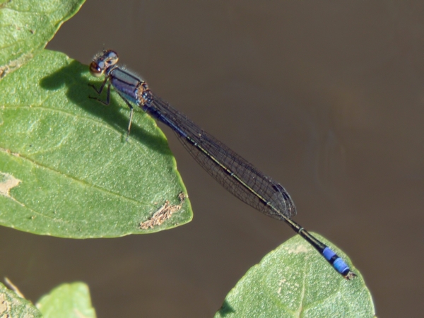 News: Neotropical Bluet, &lt;em&gt;Enallagma novaehispaniae&lt;/em&gt;, in Pinal Co.: Northernmost record of species to date.