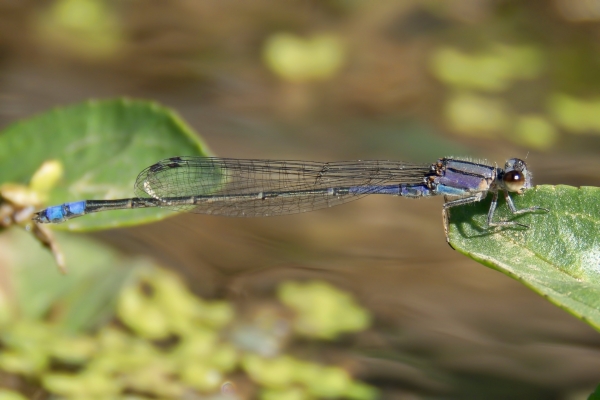 News: Neotropical Bluet, &lt;em&gt;Enallagma novaehispaniae&lt;/em&gt;, in Pinal Co.: Northernmost record of species to date.