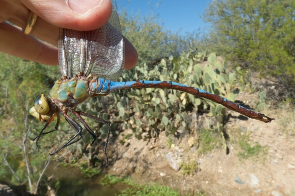 News: Giant Darner, &lt;em&gt;Anax walsinghami&lt;/em&gt;, in Pinal Co., AZ: new late flying date for the state