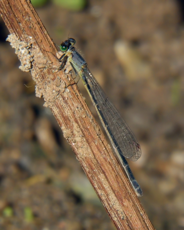 News: Mexican Forktail, &lt;em&gt;Ischnura demorsa&lt;/em&gt;, in Pinal Co.: New late flying date for Arizona