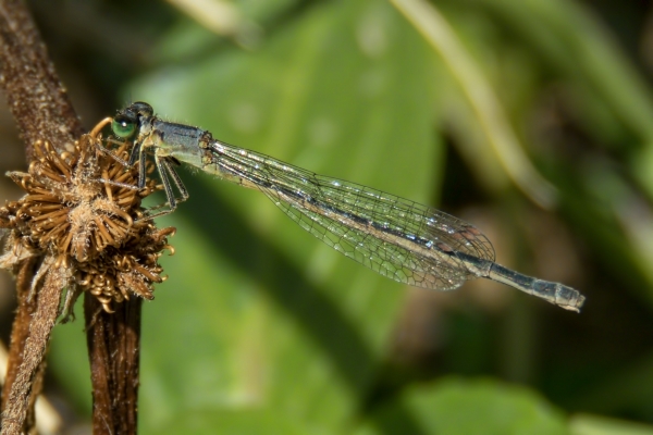 News: Mexican Forktail, &lt;em&gt;Ischnura demorsa&lt;/em&gt;, in Pinal Co.: New late flying date for Arizona