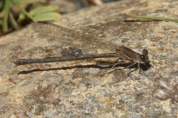 News: Aztec Dancer, &lt;em&gt;Argia nahuana&lt;/em&gt;, in Pinal Co., Arizona: New late flying date for the state.