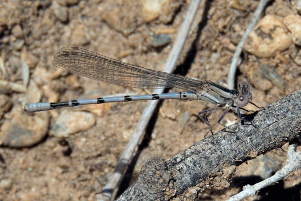 News: Aztec Dancer, &lt;em&gt;Argia nahuana&lt;/em&gt;, in Pinal Co., Arizona: New early flying date for the state