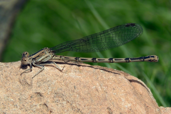 News: Aztec Dancer, &lt;em&gt;Argia nahuana&lt;/em&gt;, in Pinal Co., Arizona: New early flying date for the state