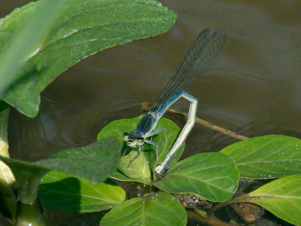 News: Mexican Forktail, &lt;em&gt;Ischnura demorsa&lt;/em&gt;, in Pinal Co., Arizona: New early flying date for the state