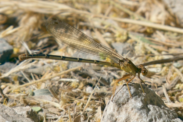 News: Blue-fronted Dancer, &lt;em&gt;Argia apicalis&lt;/em&gt;, in Graham and Gila Co., Arizona: New early flying date for the state
