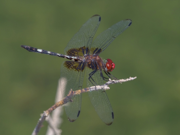 News: Westernmost US record of Checkered Setwing, &lt;em&gt;Dythemis fugax&lt;/em&gt;