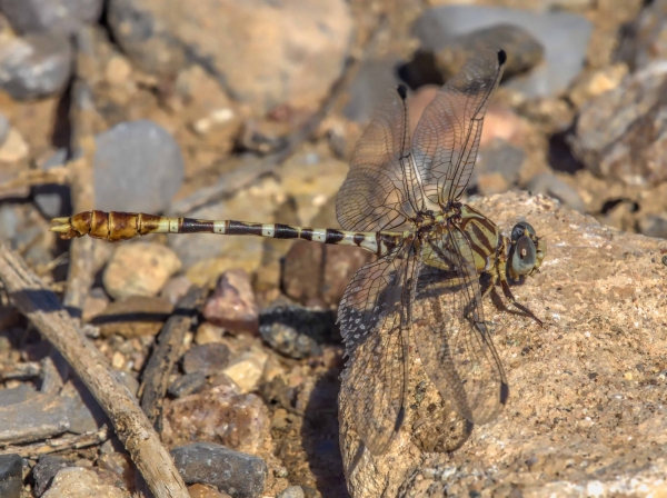 News: White-belted Ringtail, &lt;em&gt;Erpetogomphus compositus&lt;/em&gt;, in Pinal Co.: New late flying date for Arizona