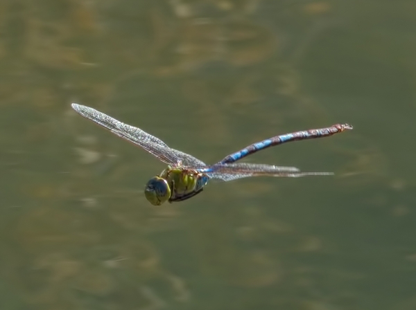 News: Giant Darner, &lt;em&gt;Anax walsinghami&lt;/em&gt;, in Pinal Co.: New late flying date for Arizona