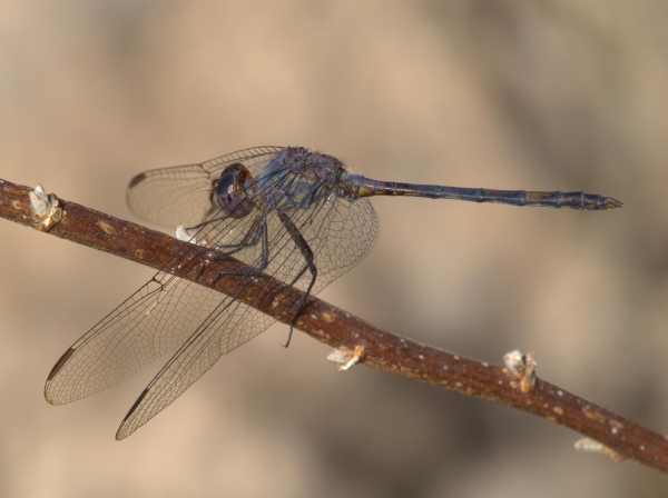 News: Black Setwing, &lt;em&gt;Dythemis nigrescens&lt;/em&gt;, in Maricopa Co.: New late flying date for species in Arizona