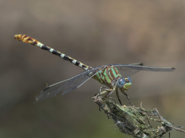 News: Serpent Ringtail, &lt;em&gt;Erpetogomphus lampropeltis&lt;/em&gt;, in Yavapai Co.: New early flying date for species in Arizona