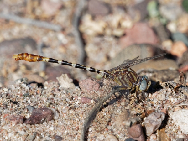 News: White-belted Ringtail, &lt;em&gt;Erpetogomphus compositus&lt;/em&gt;, in Maricopa Co.: New late flying date for species in Arizona