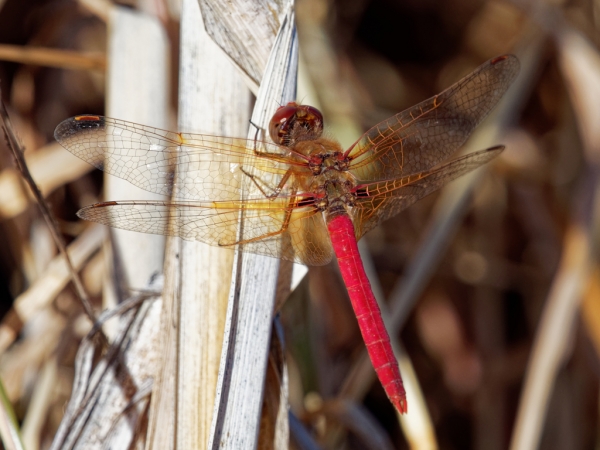 News: Cardinal Meadowhawk, &lt;em&gt;Sympetrum illotum&lt;/em&gt;, in Pinal Co.: New late flying date for Arizona