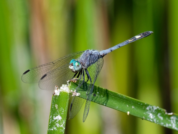 News: Spot-tailed Dasher, <em>Micrathyria aequalis</em>, at Quitobaquito Pond, Pima Co.: new early flying date for the state