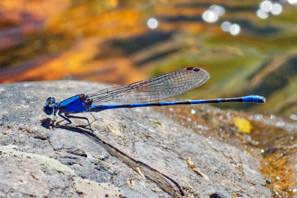 News: Harkness's Dancer, <em>Argia harknessi</em>, at Salt River Recreation Area: Second Maricopa Co. and northernmost record to date
