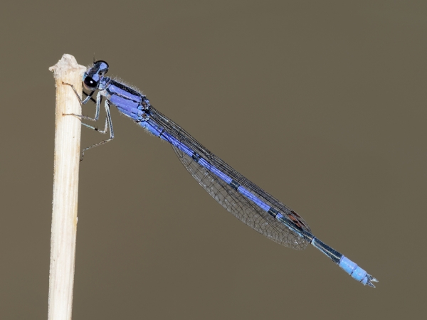 News: Claw-tipped Bluet, <em>Enallagma semicirculare</em>, in Pinal Co.: New early flying date for species in Arizona